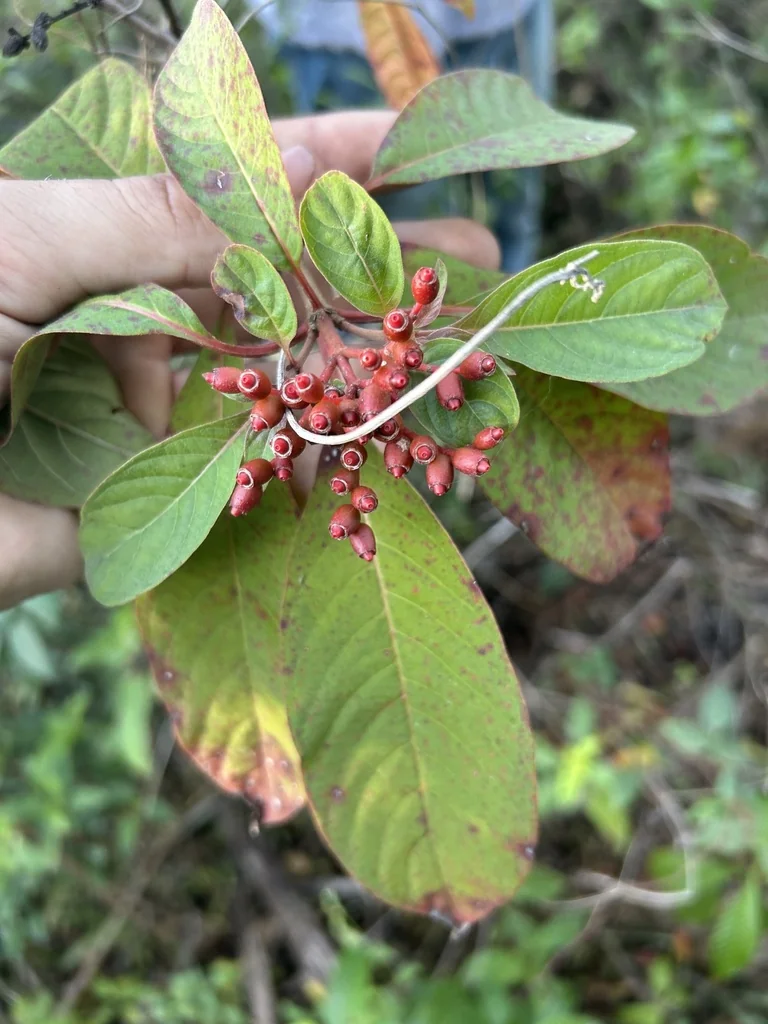 Hamelia patens