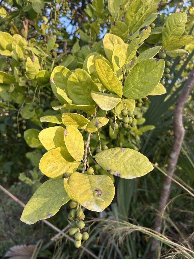 Coccoloba Diversifolia