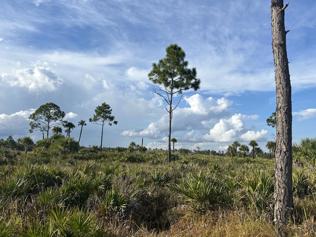 Pinus Elliotii