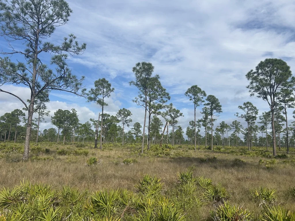 Pinus Elliotii