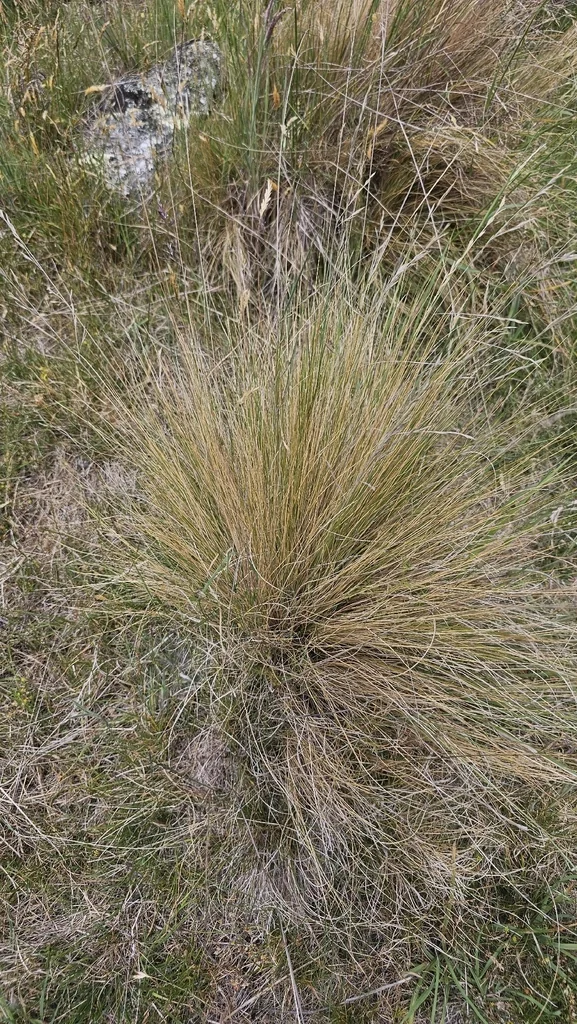 Poa Cita