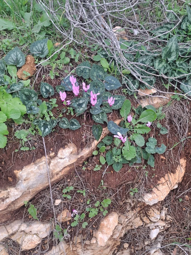 Cyclamen Persicum