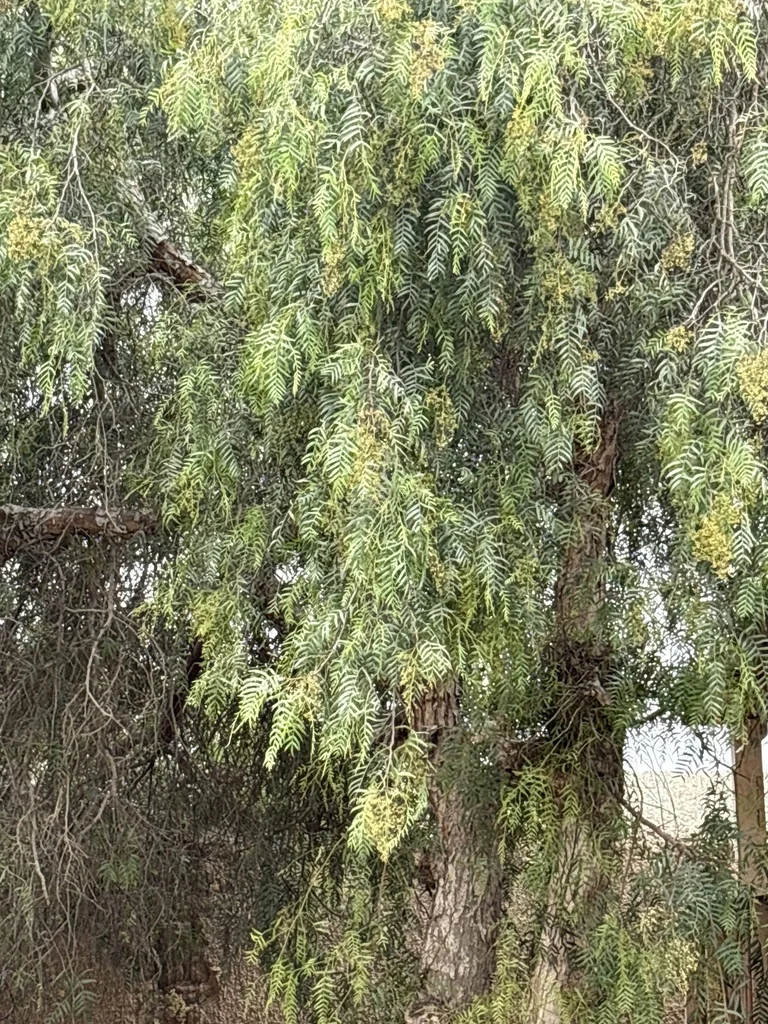 Schinus Molle