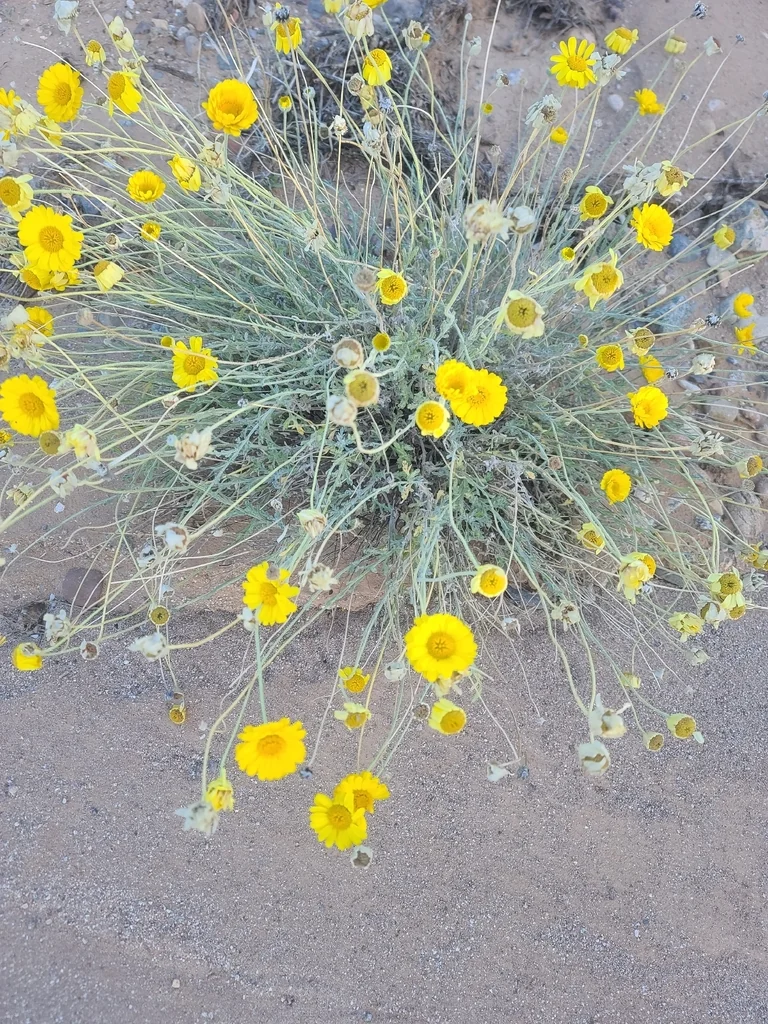 Baileya Multiradiata