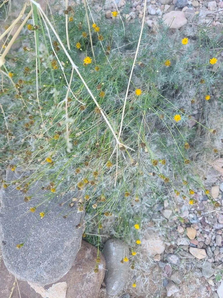 Thymophylla Pentachaeta