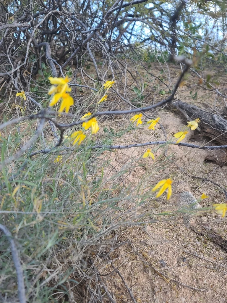 Psilostrophe Cooperi