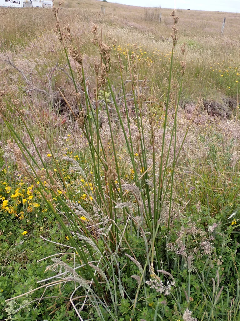 Juncus Pallidus