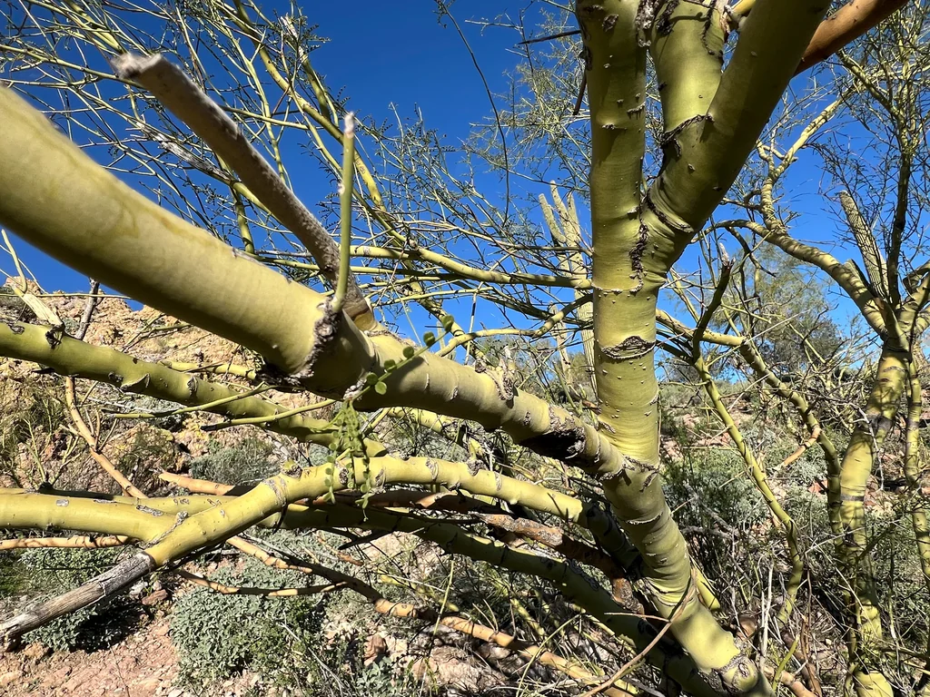 Parkinsonia Microphylla