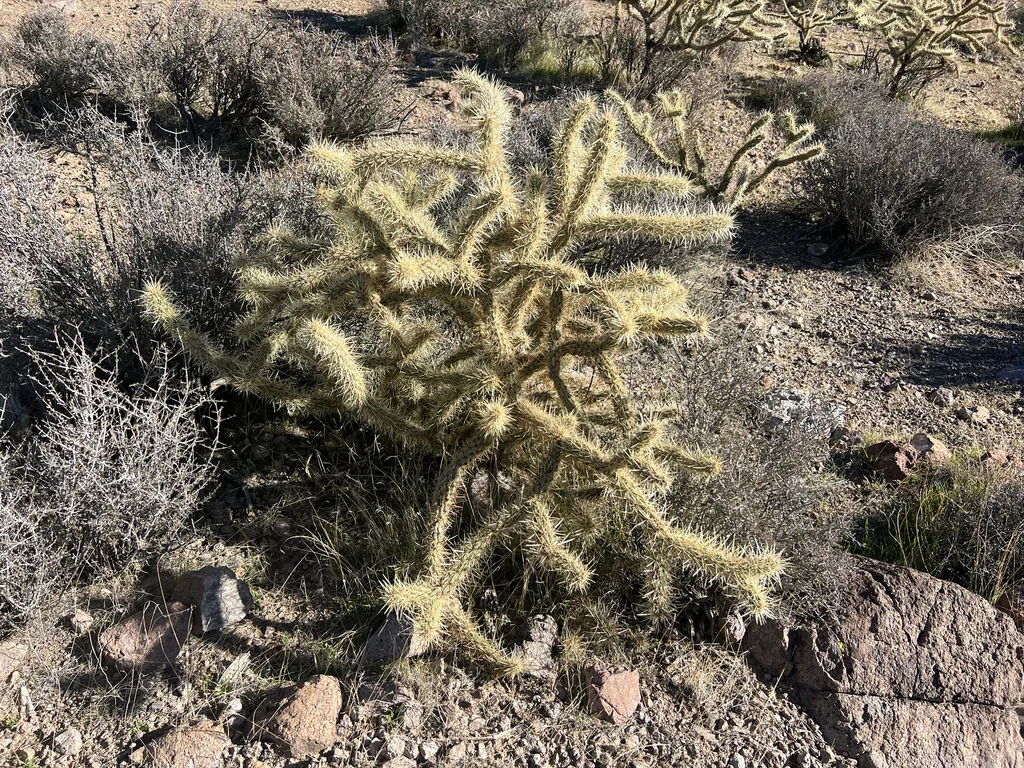 Cylindropuntia Acanthocarpa