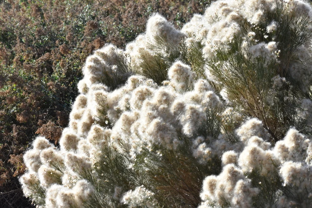 Baccharis Sarothroides