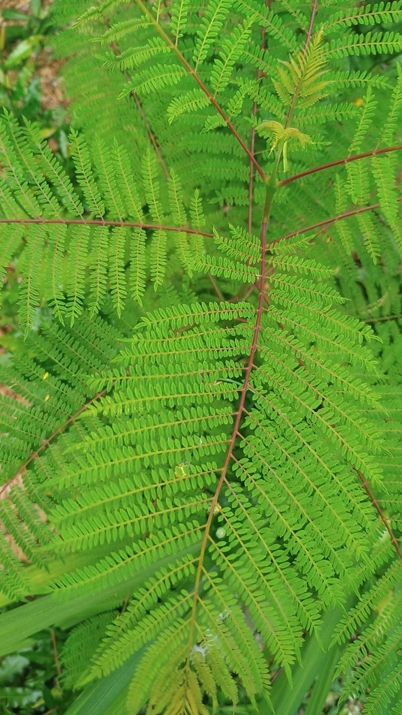 Jacaranda Mimosifolia