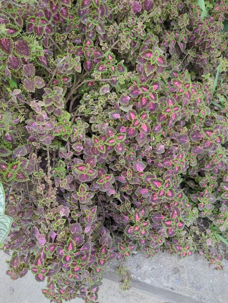 Coleus scutellarioides