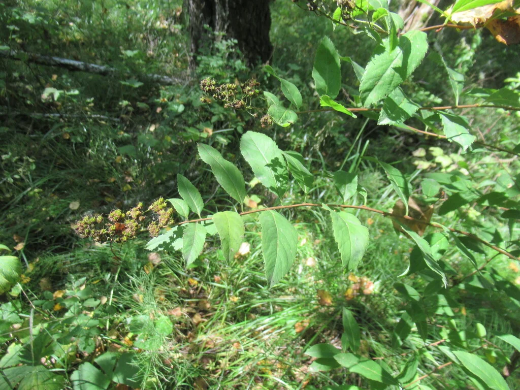 Spiraea Arguta