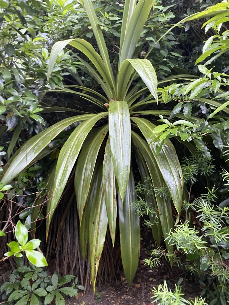Dracaena indivisa