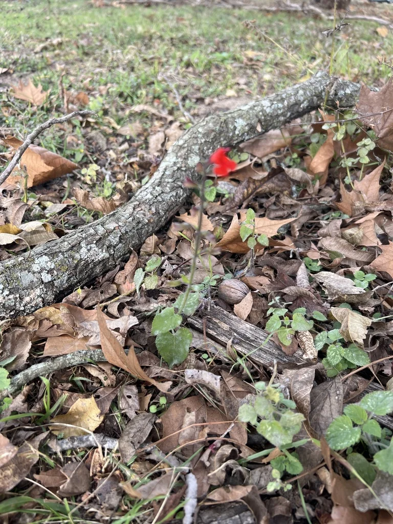 Salvia coccinea