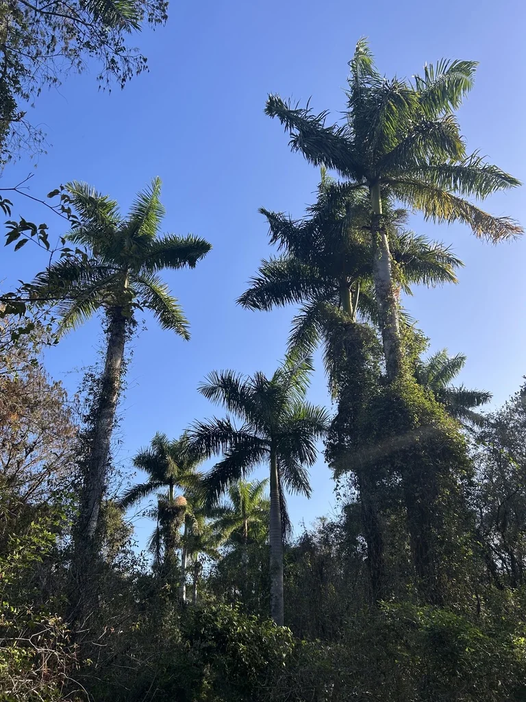 Roystonea Regia