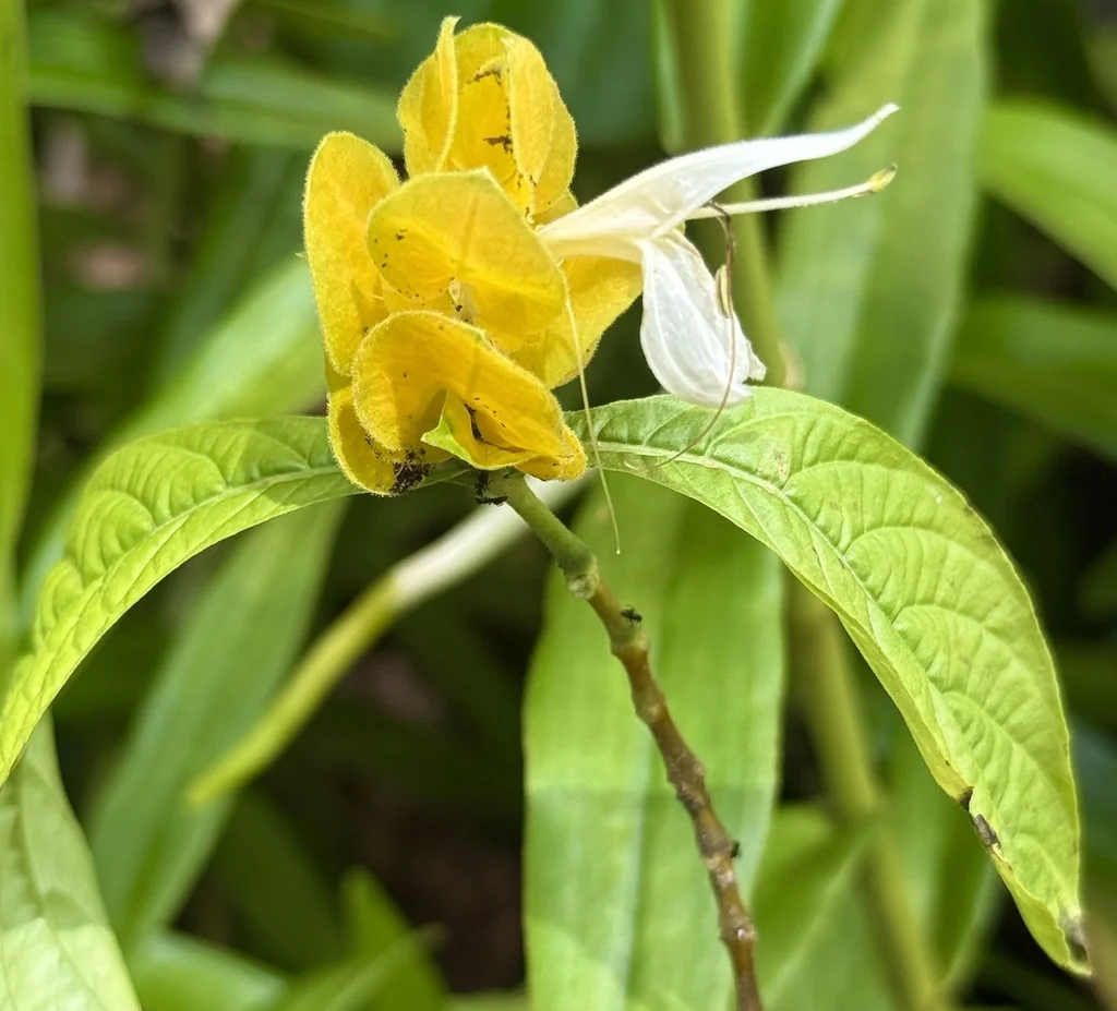 Pachystachys Lutea