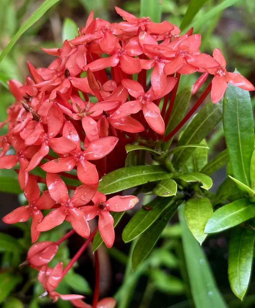 Ixora Coccinea