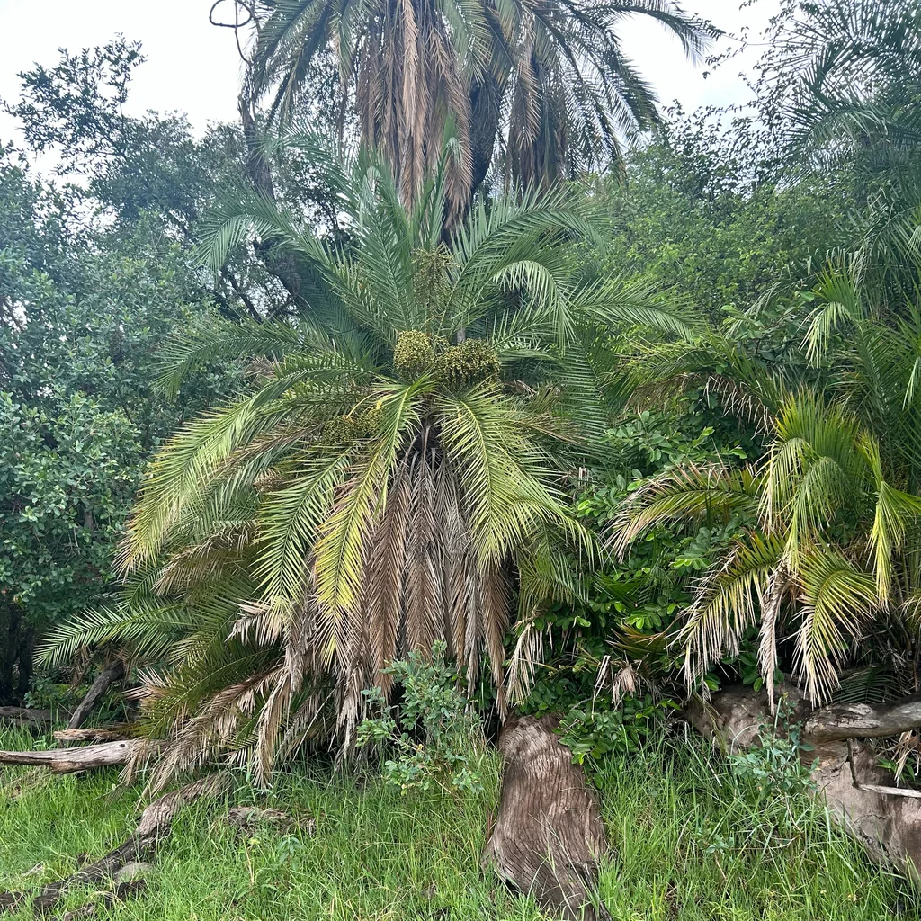 Phoenix reclinata