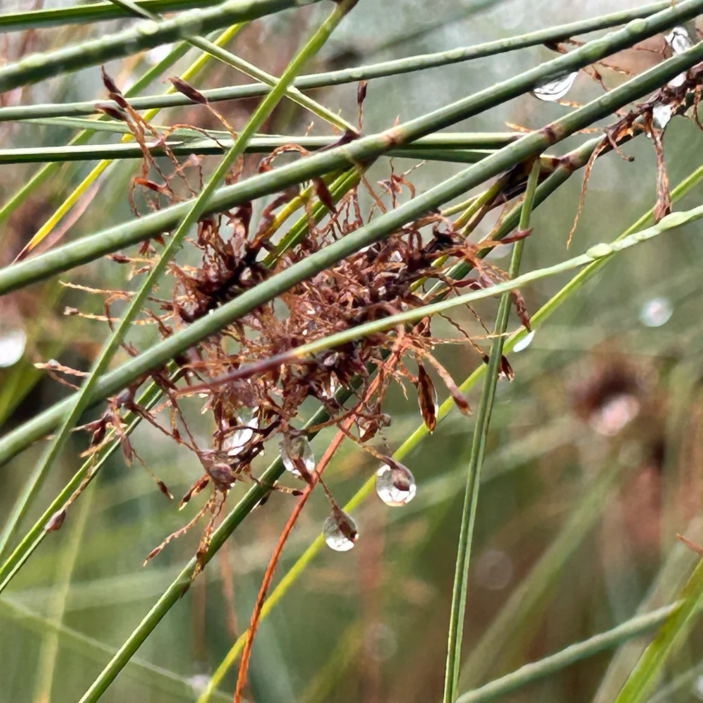 Cyperus Papyrus
