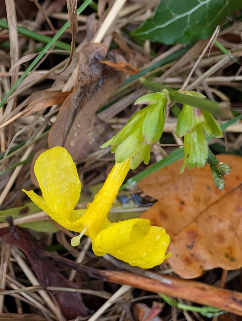 Jasminum Nudiflorum
