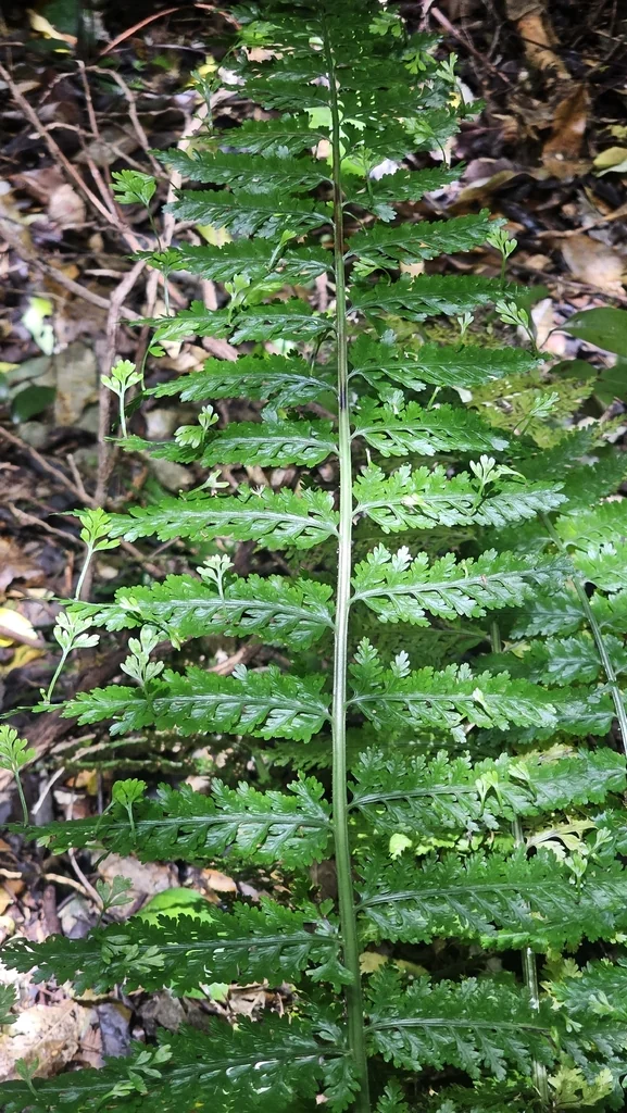 Asplenium Bulbiferum
