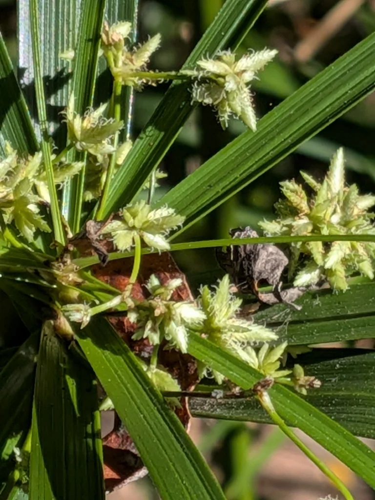Cyperus Alternifolius
