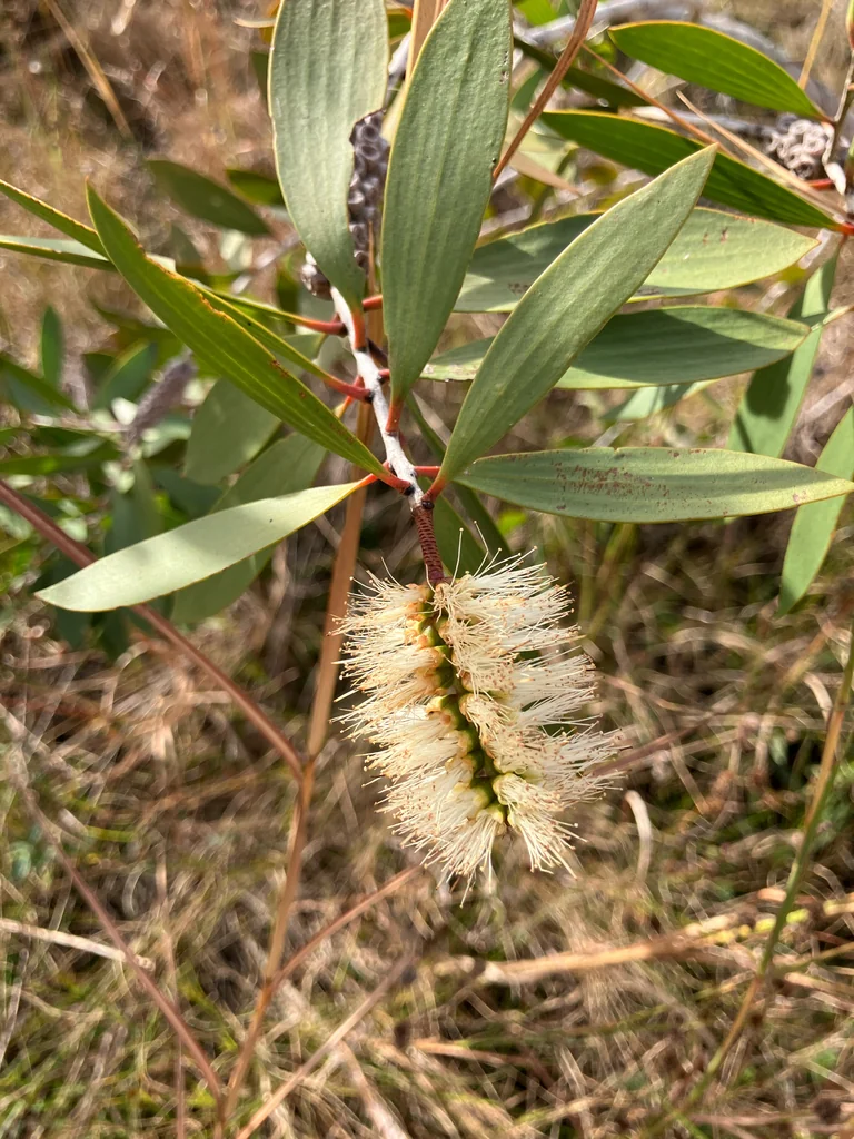 Melaleuca Quinquenervia