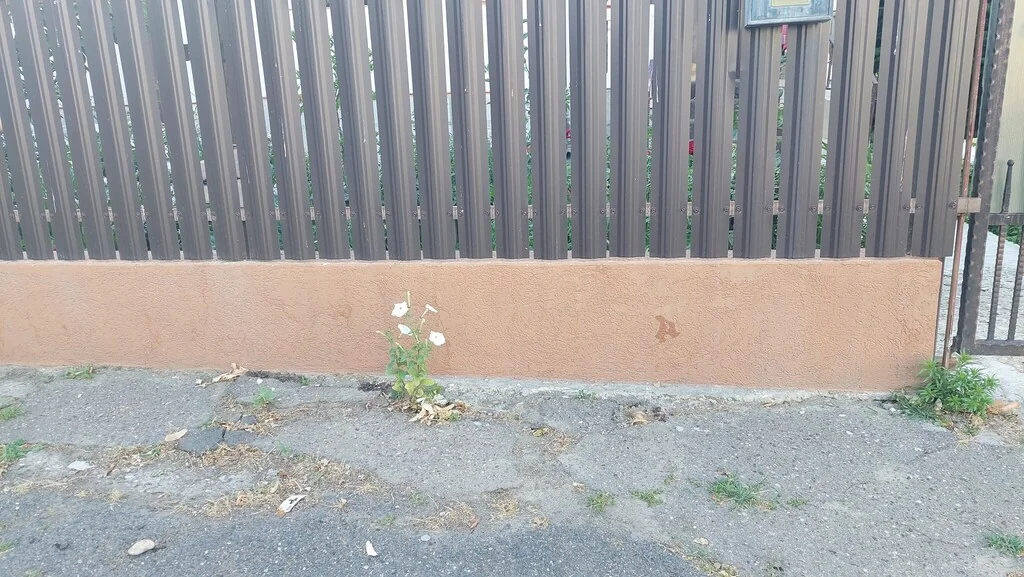Nicotiana Alata