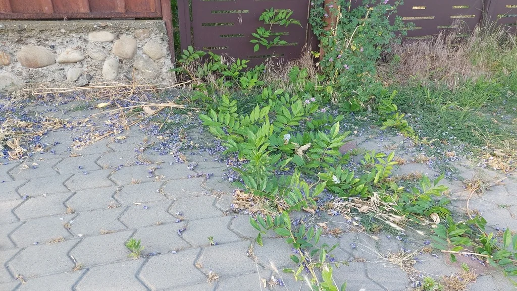 Wisteria Sinensis