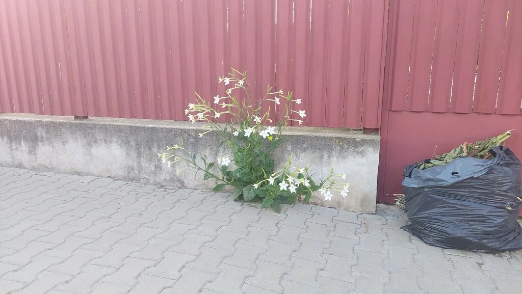 Nicotiana Alata