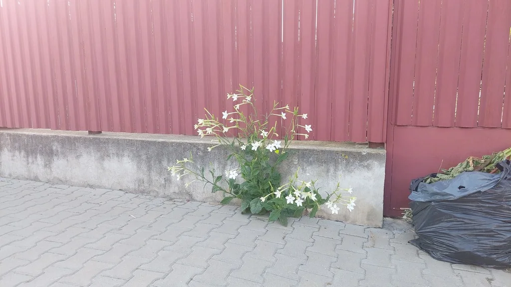 Nicotiana Alata