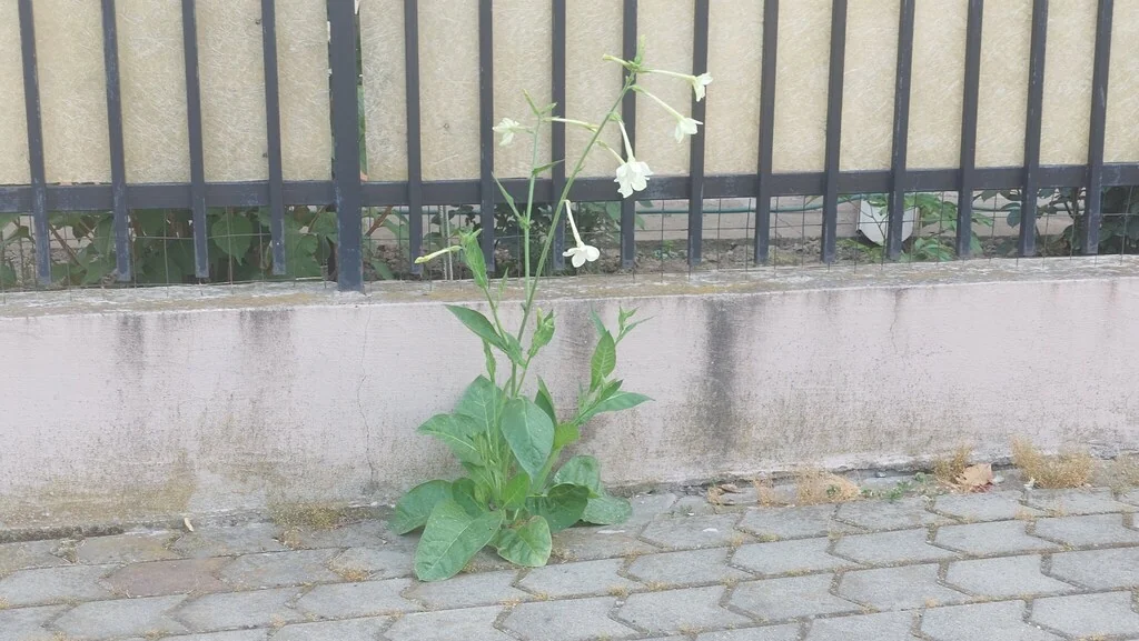 Nicotiana Alata