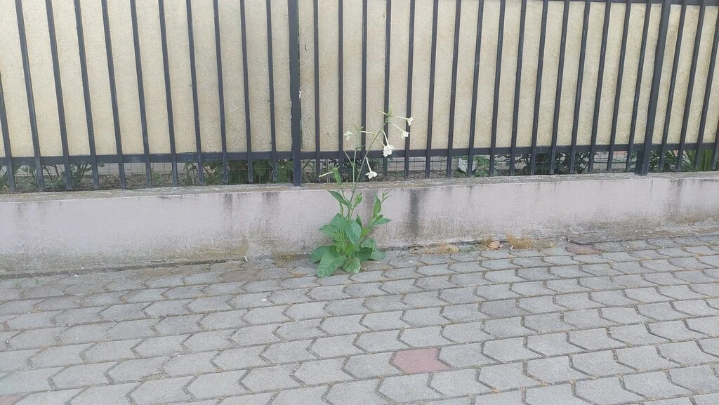 Nicotiana Alata