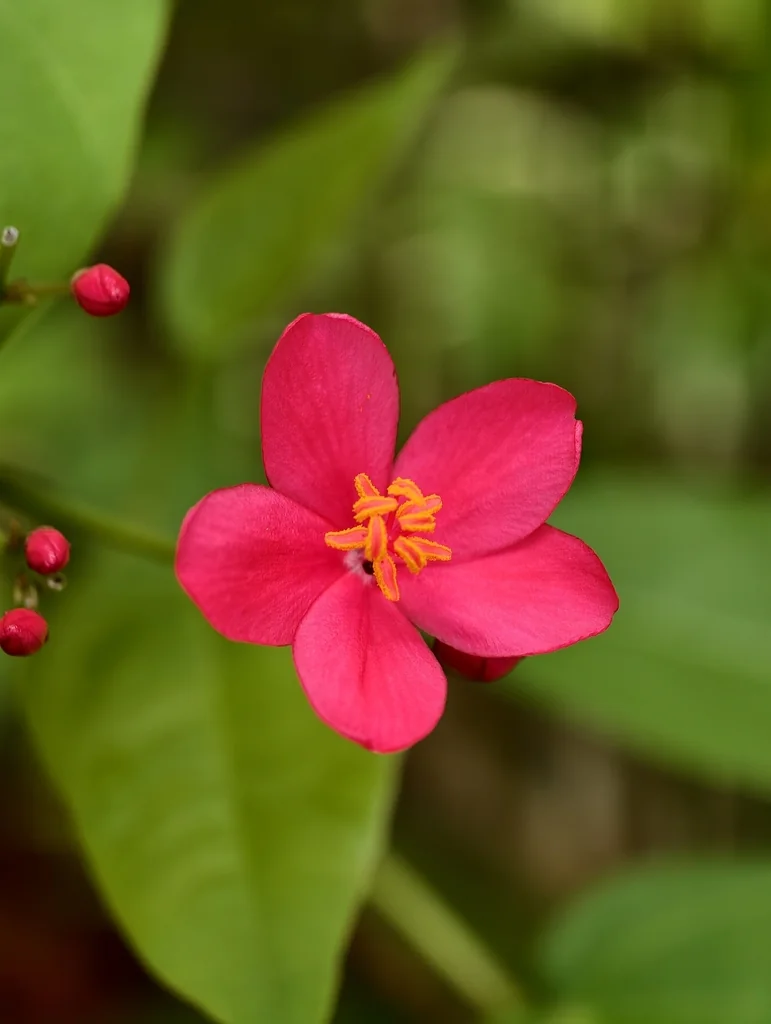 Jatropha Integerrima