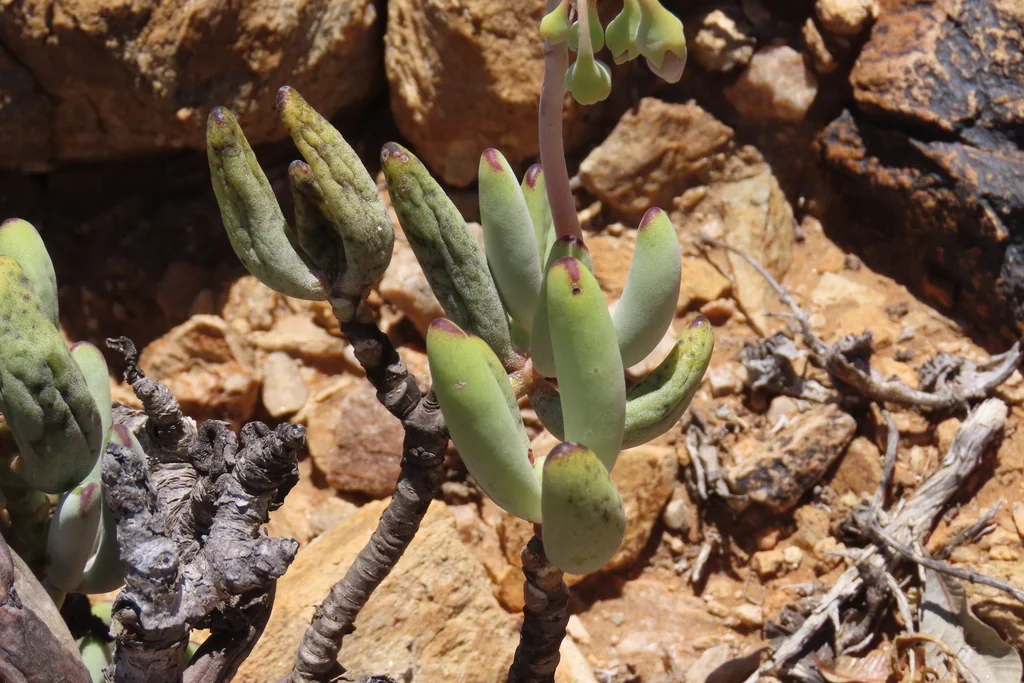 Cotyledon Orbiculata