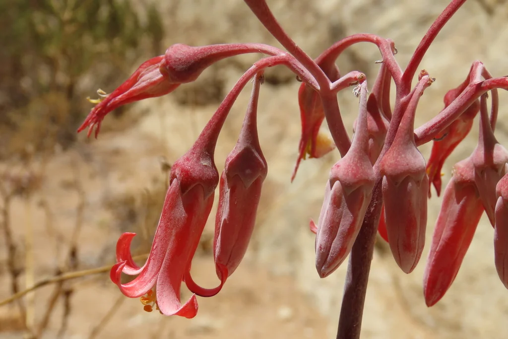 Cotyledon Orbiculata