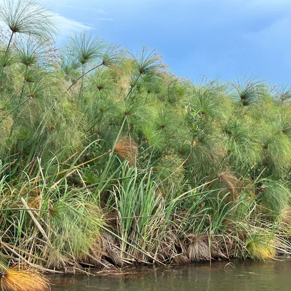 Cyperus Papyrus
