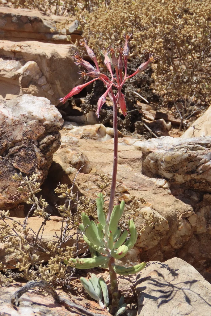 Cotyledon Orbiculata