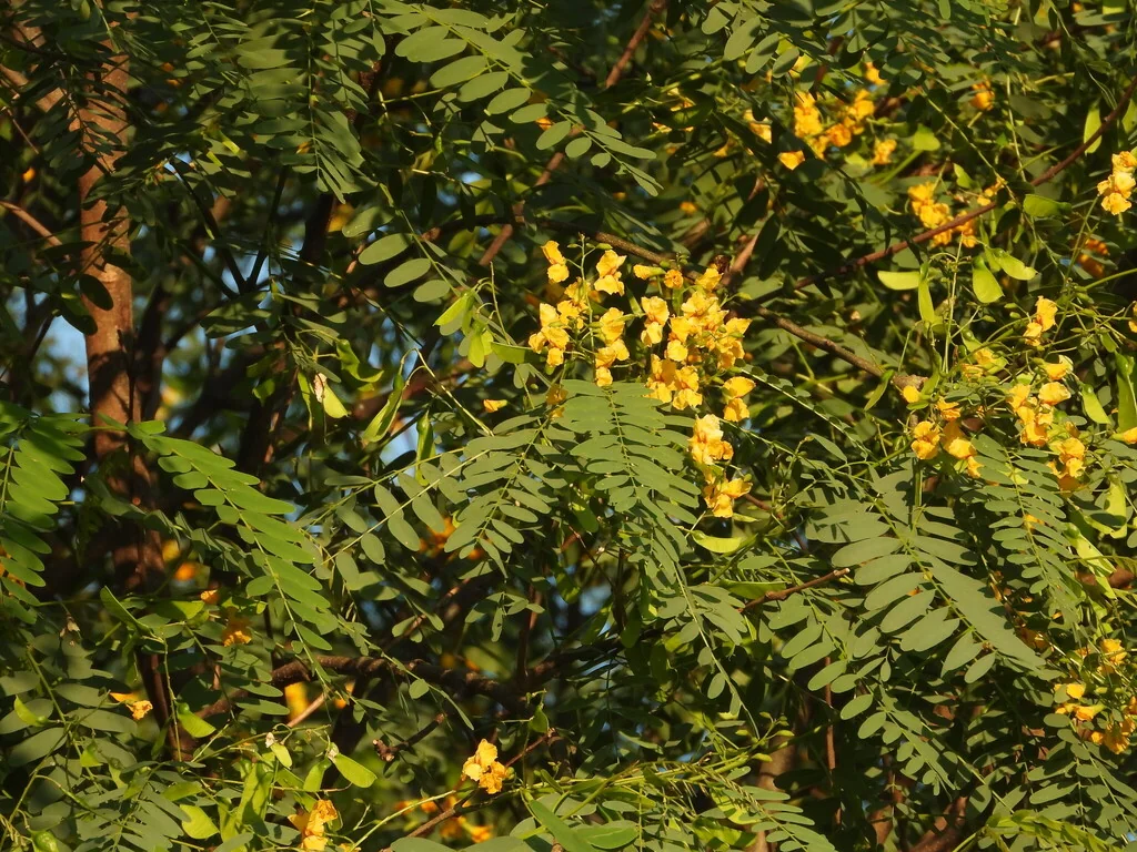 Tipuana Tipu