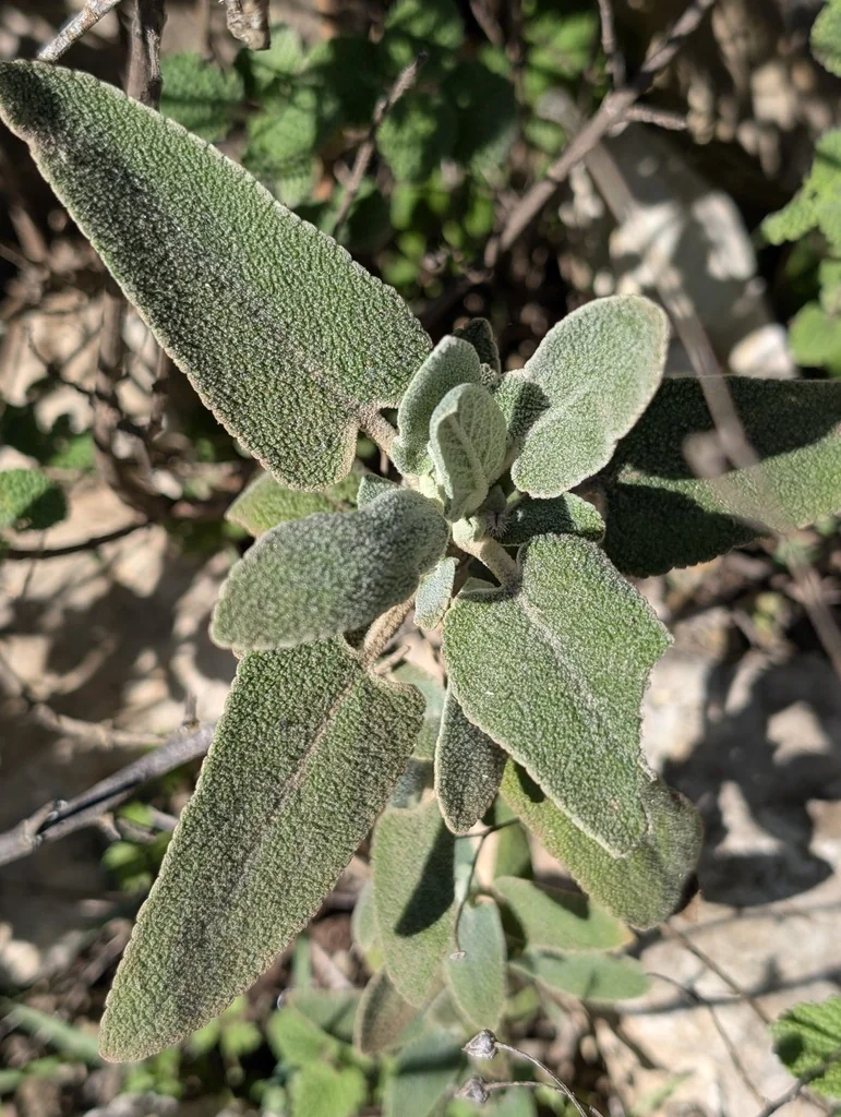Phlomis Purpurea