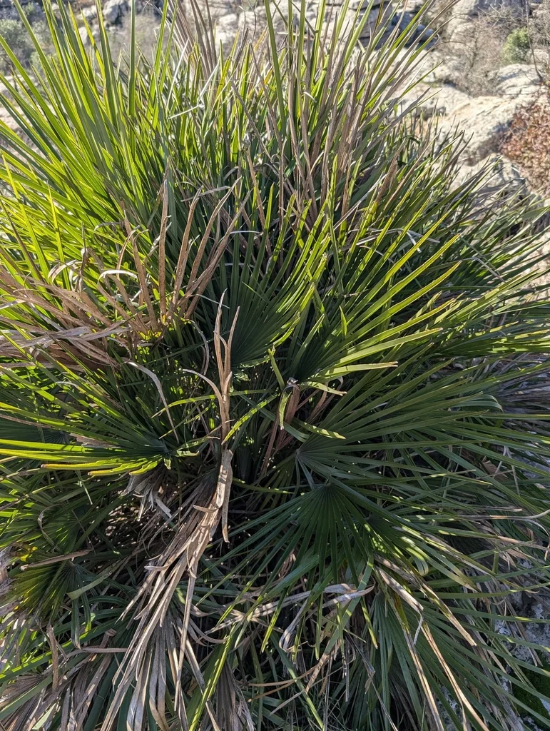 Chamaerops Humilis
