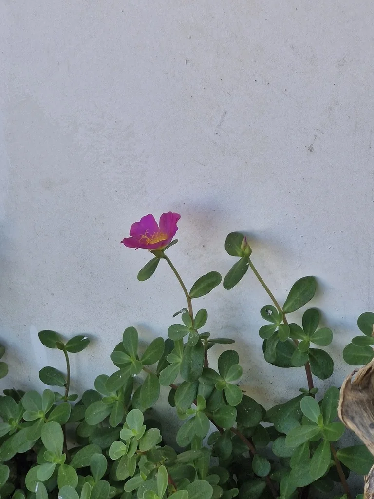 Portulaca umbraticola
