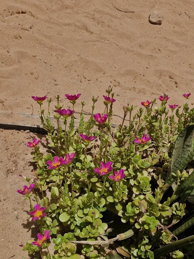 Portulaca umbraticola