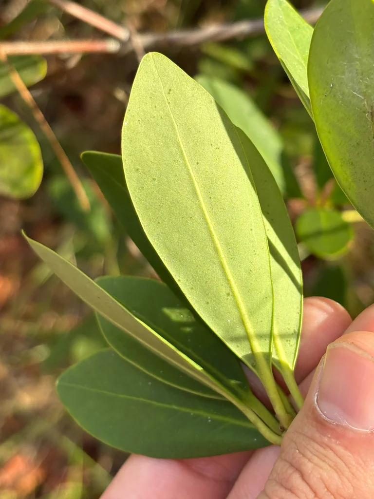 Illicium Parviflorum