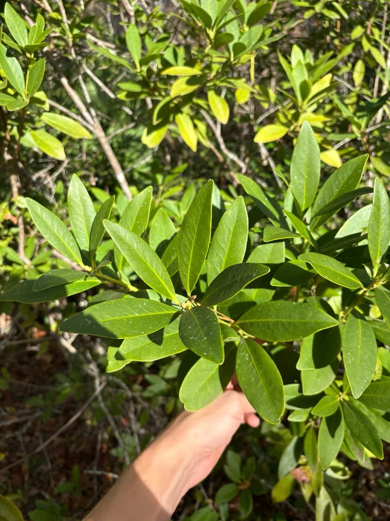 Illicium Parviflorum