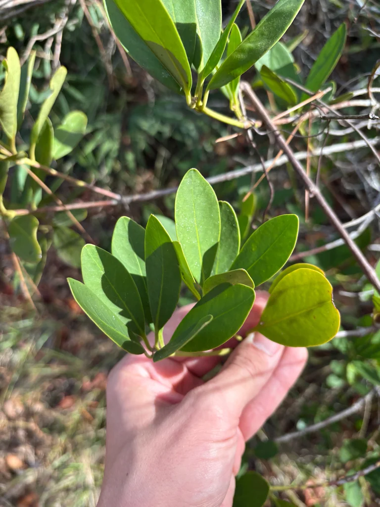Illicium Parviflorum