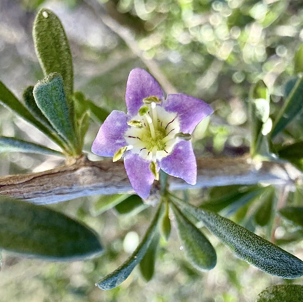 Lycium Brevipes