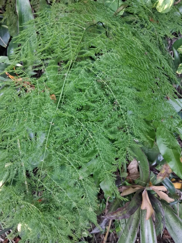 Asparagus Setaceus