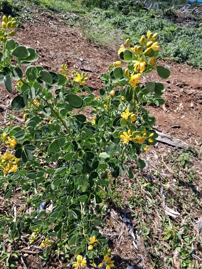 Senna Bicapsularis